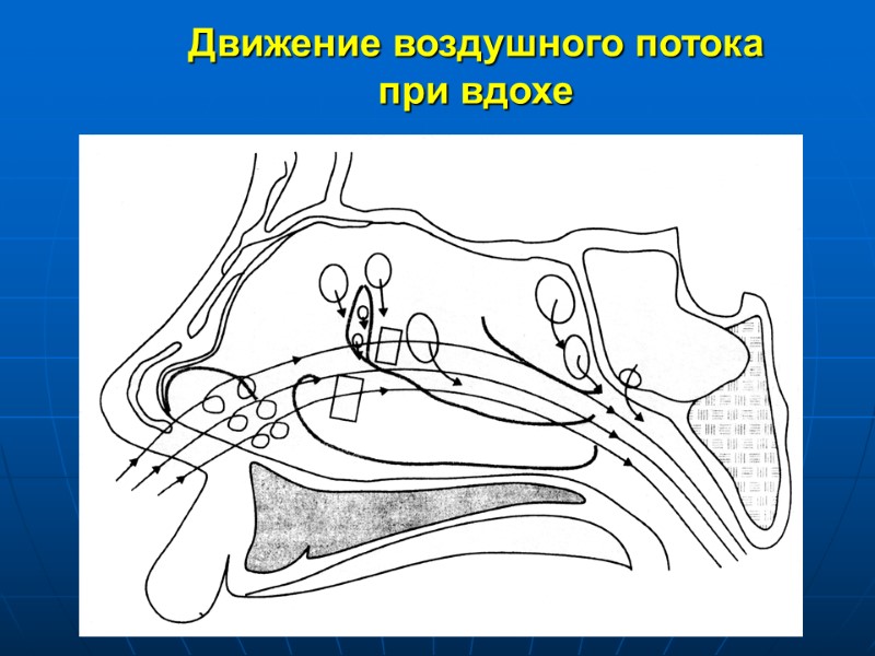 Движение воздушного потока при вдохе